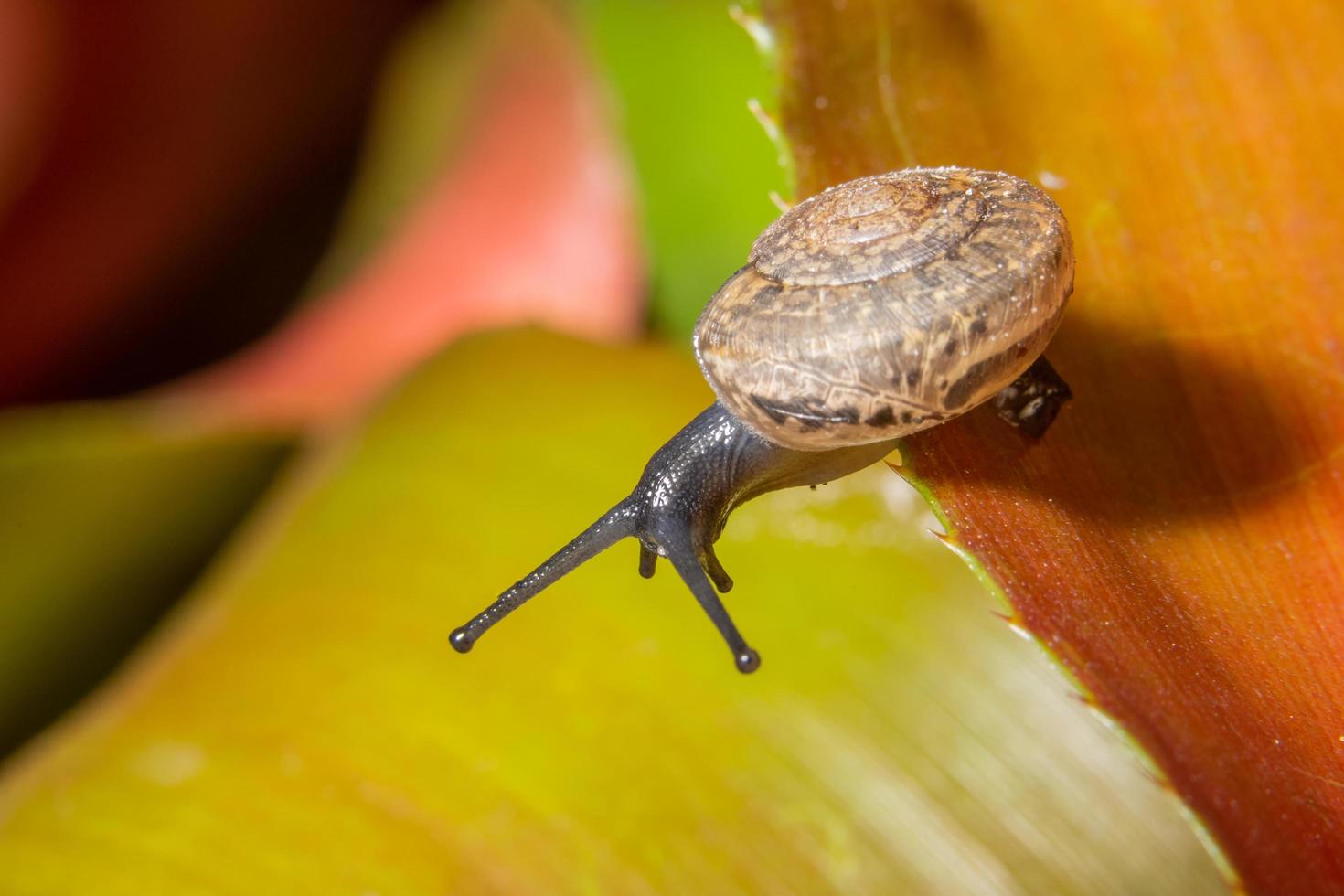 caracol em uma folha foto