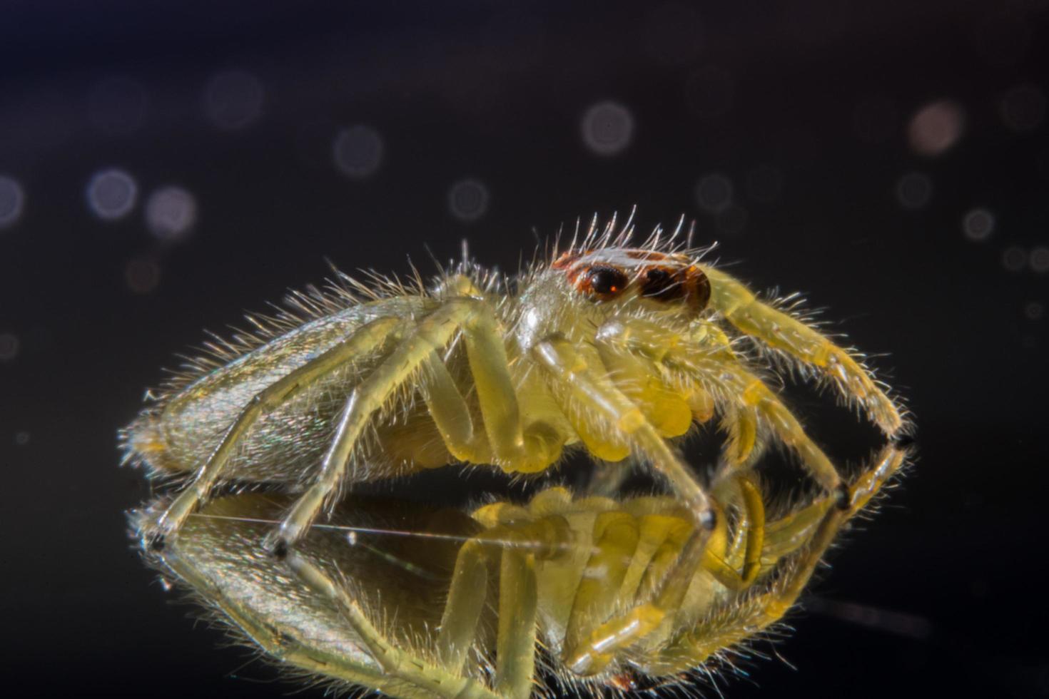 aranha, foto close-up