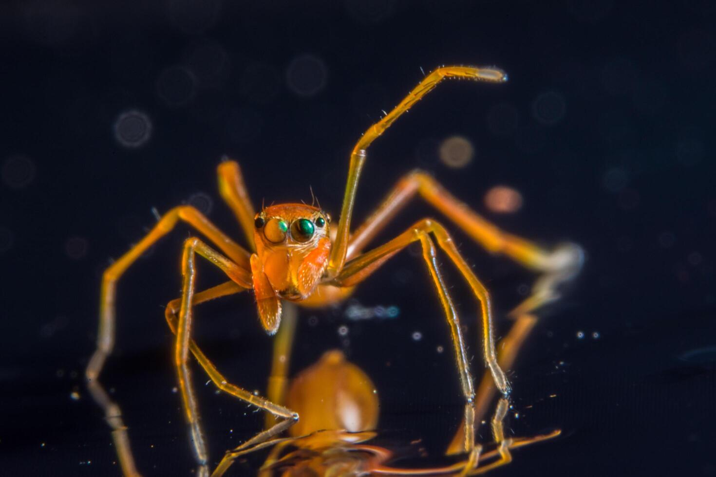 aranha, foto close-up