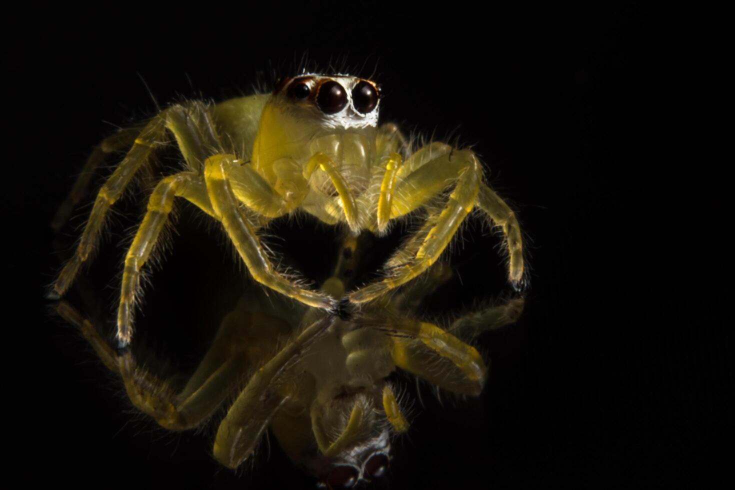 aranha na superfície de vidro foto