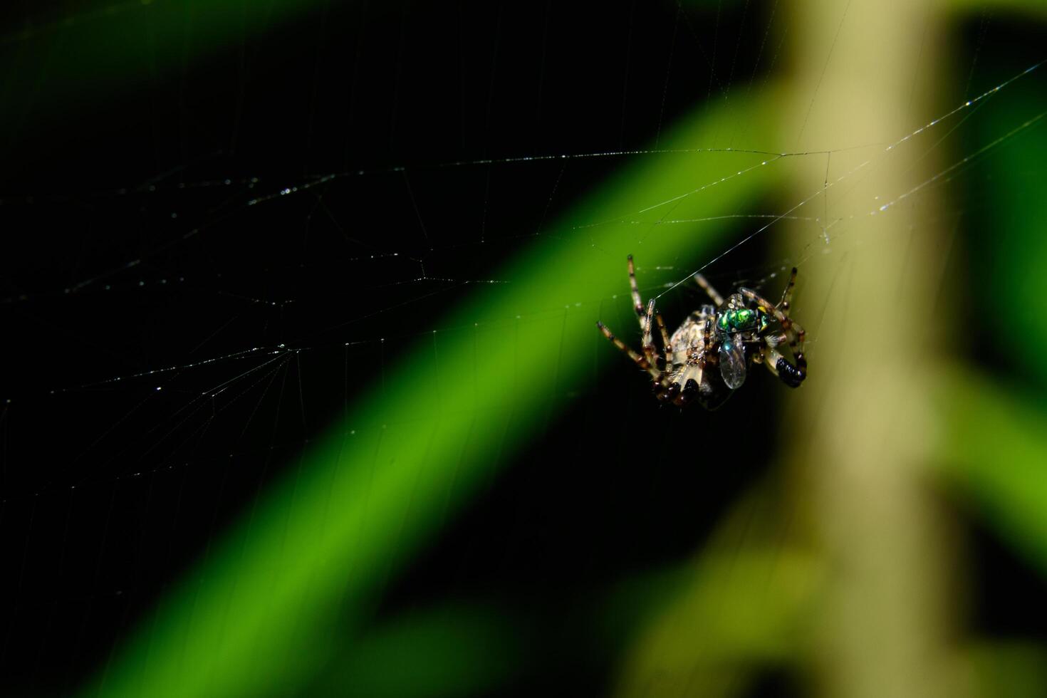 aranha na teia de aranha foto