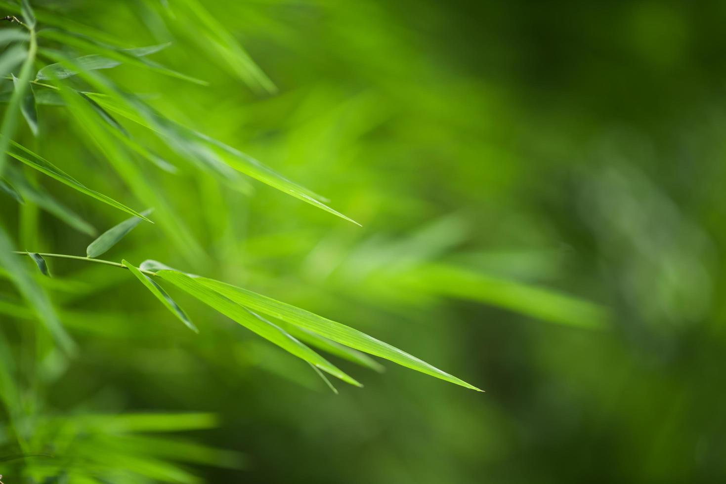 fundo de bambu verde foto