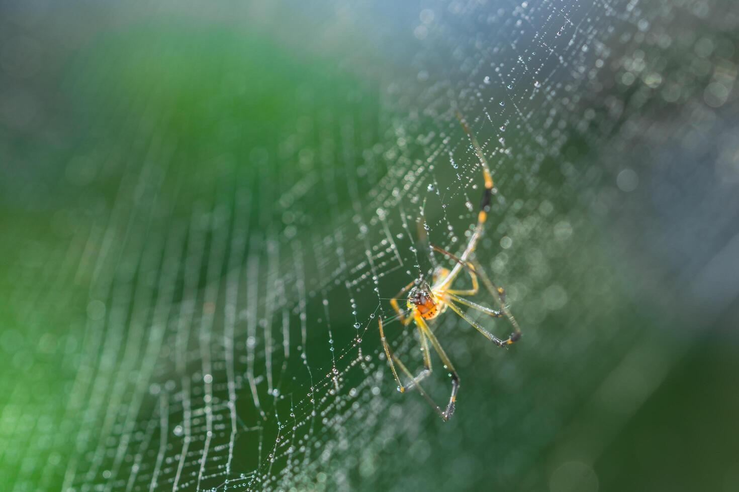 aranha na teia de aranha foto