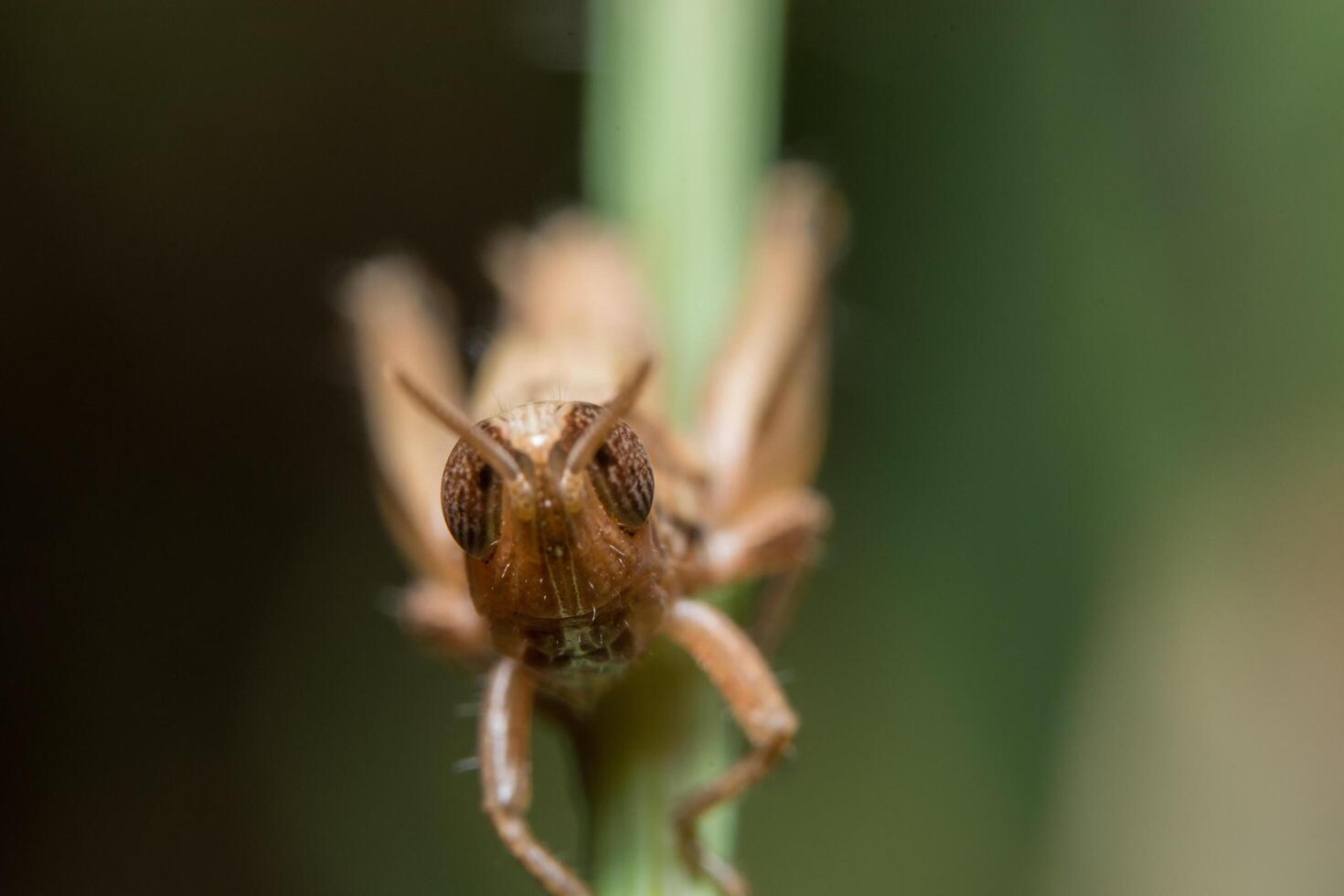 gafanhoto em uma planta foto