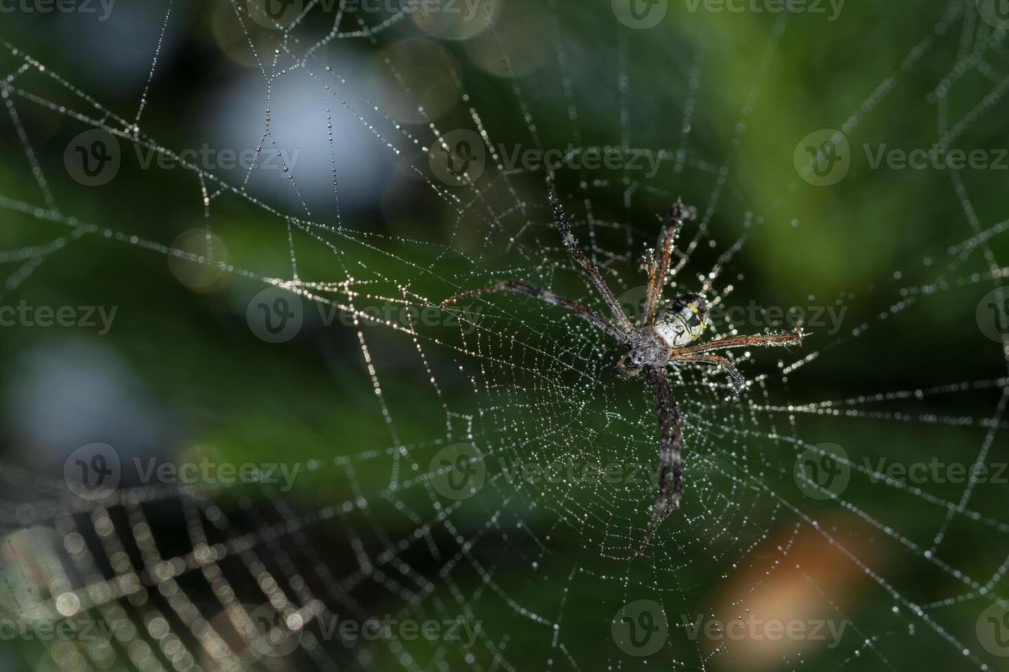 aranha na teia de aranha foto