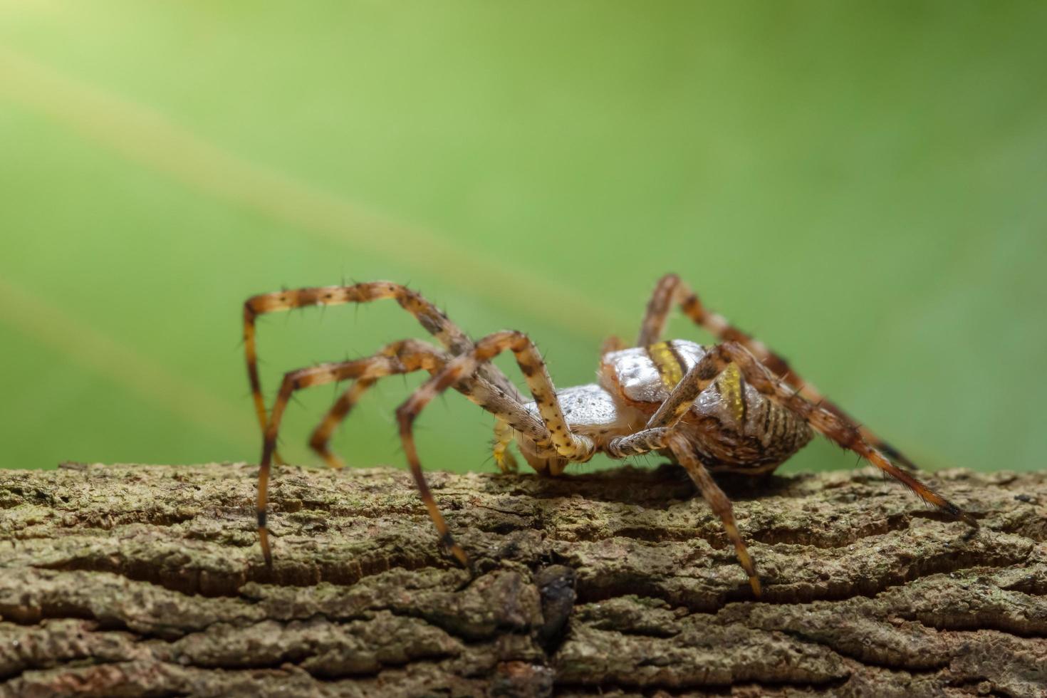 aranha em uma árvore foto