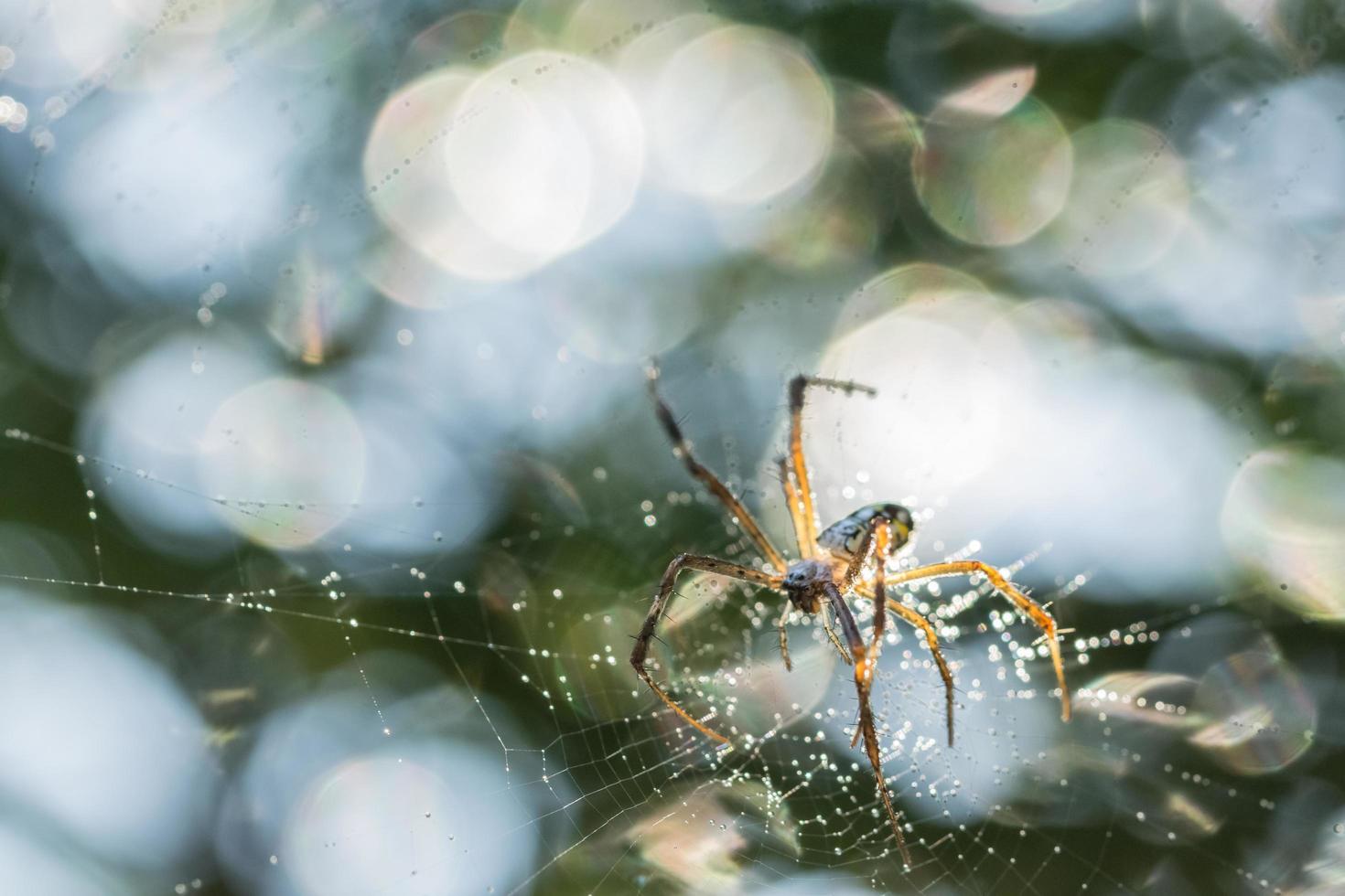 aranha na teia de aranha foto