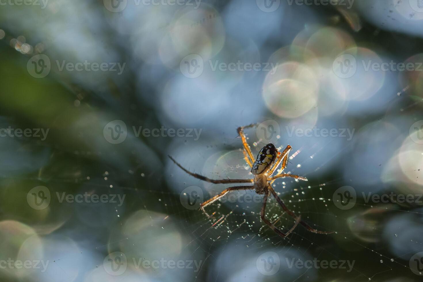 aranha na teia de aranha foto