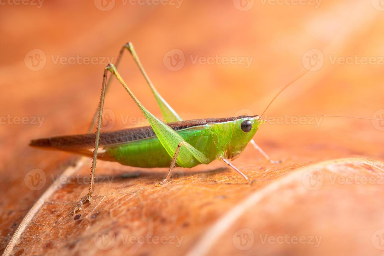 gafanhoto verde em uma folha foto