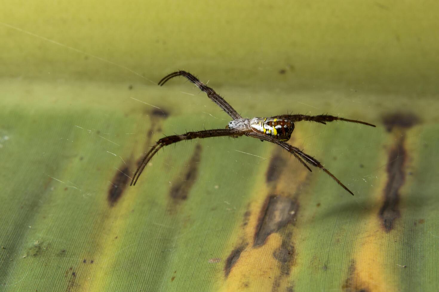 aranha, foto close-up