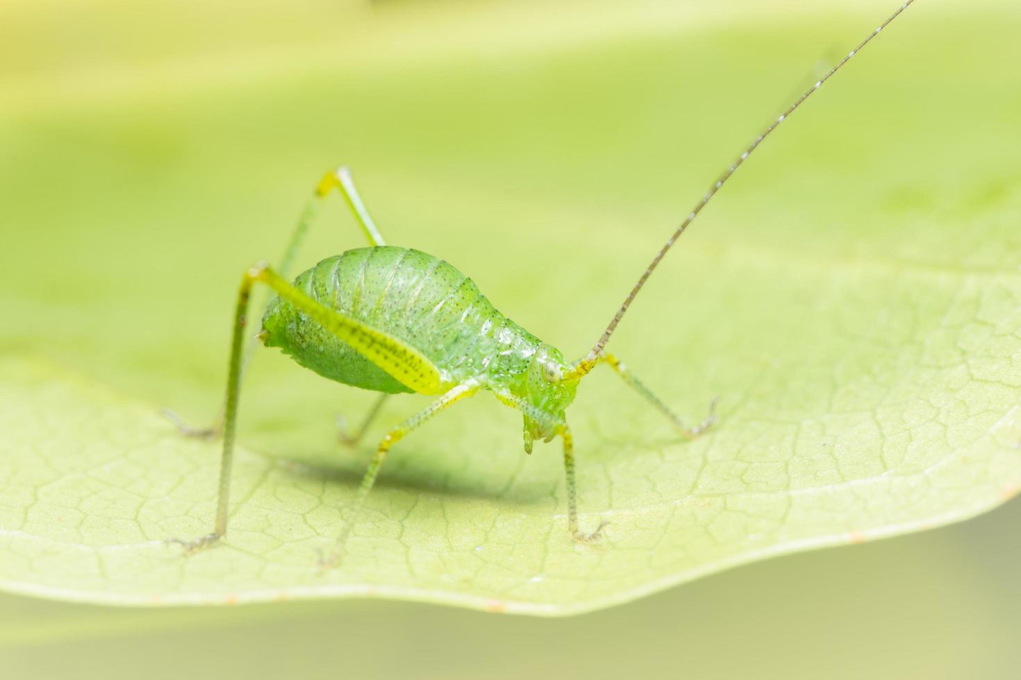 gafanhoto em uma planta foto