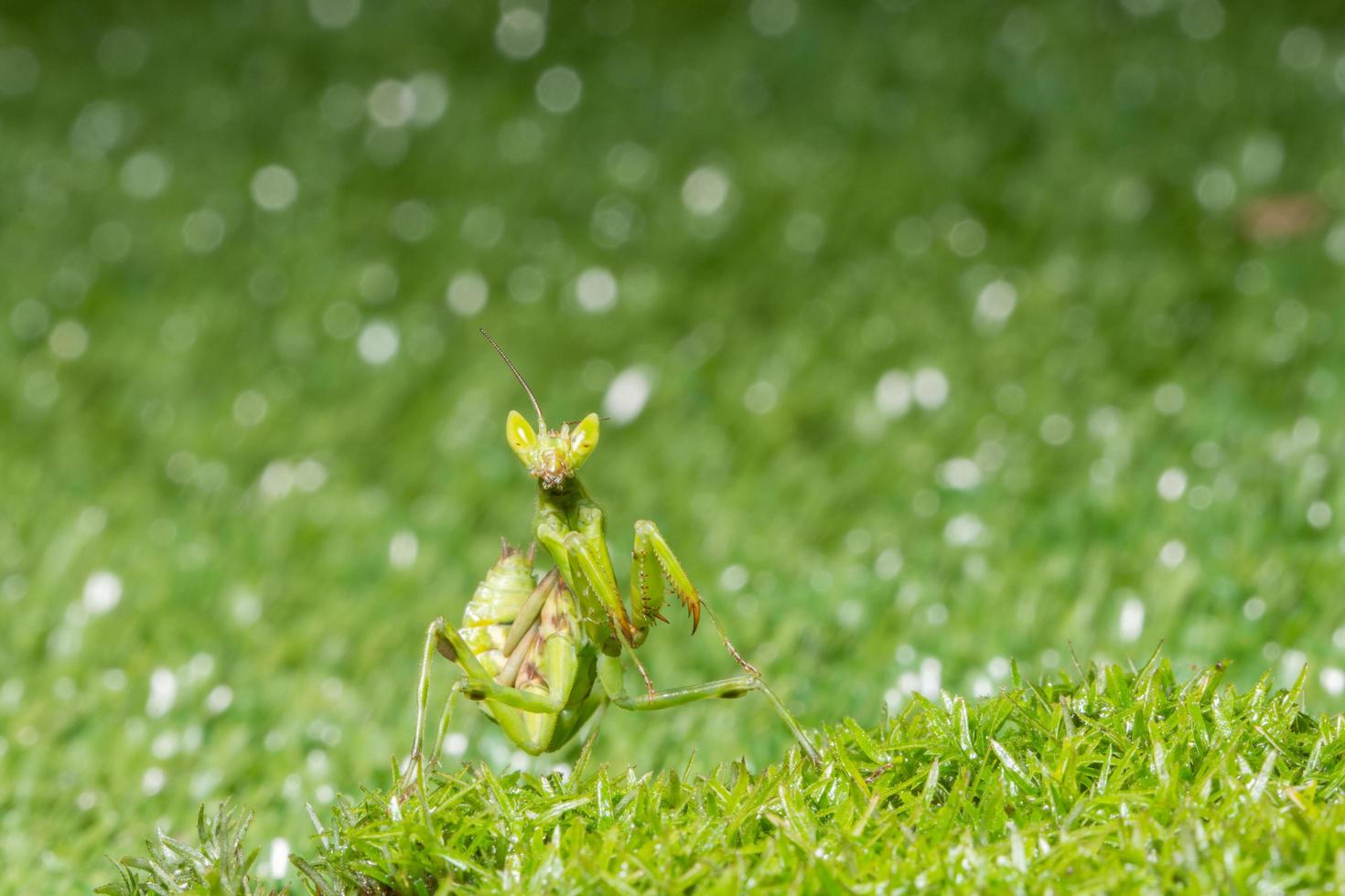 gafanhoto na grama foto