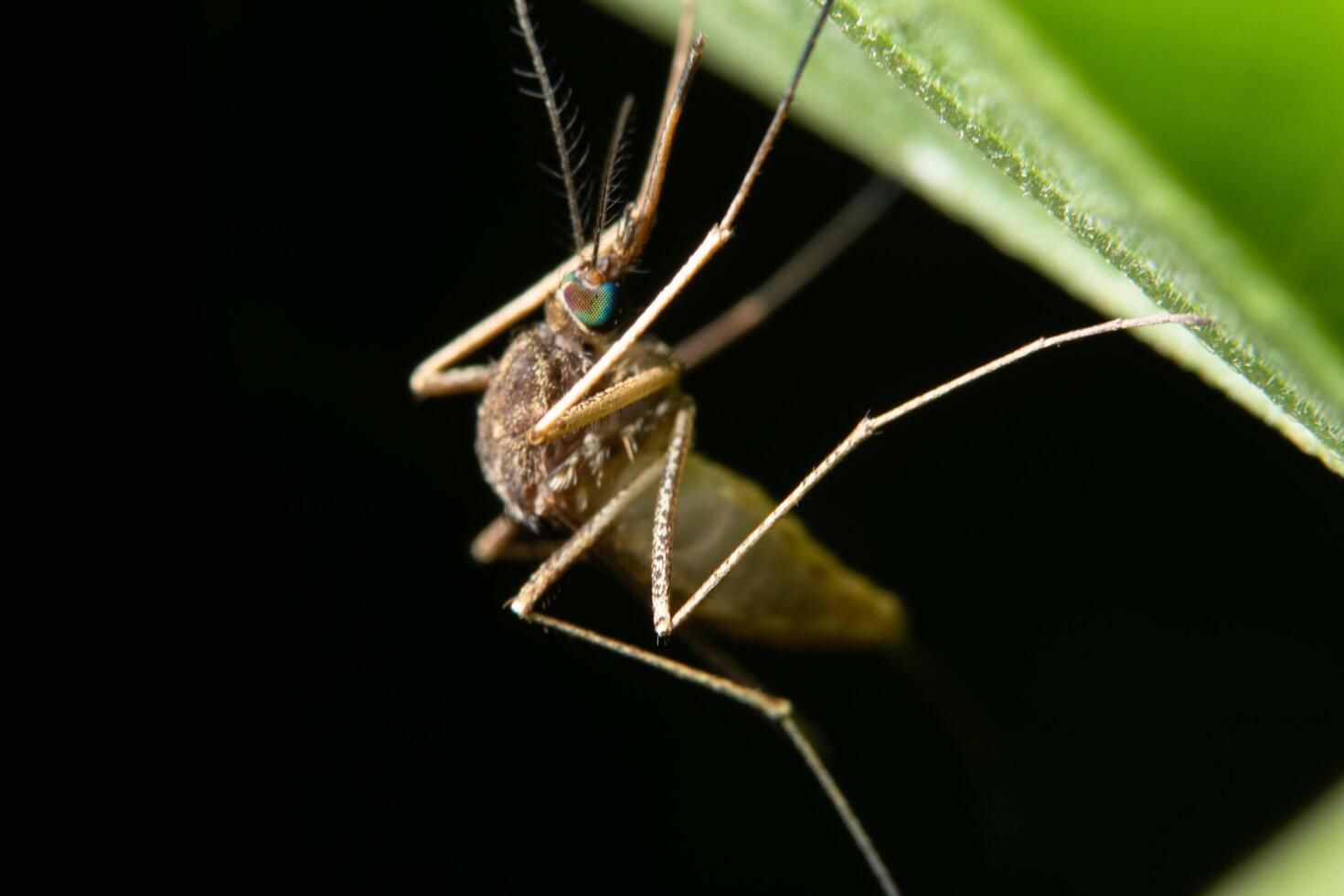 mosquito em uma folha foto