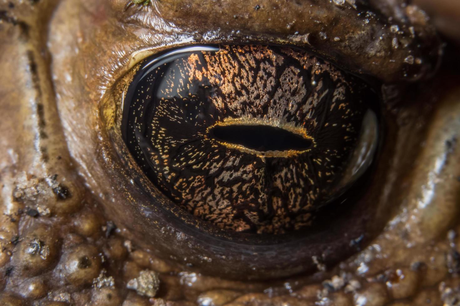 olhos de sapo, macro foto