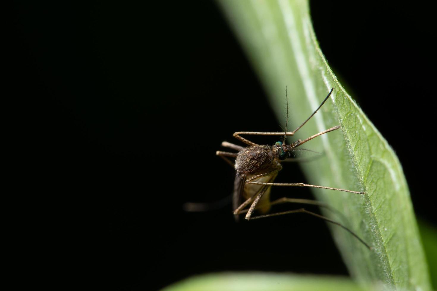 mosquito em uma folha foto