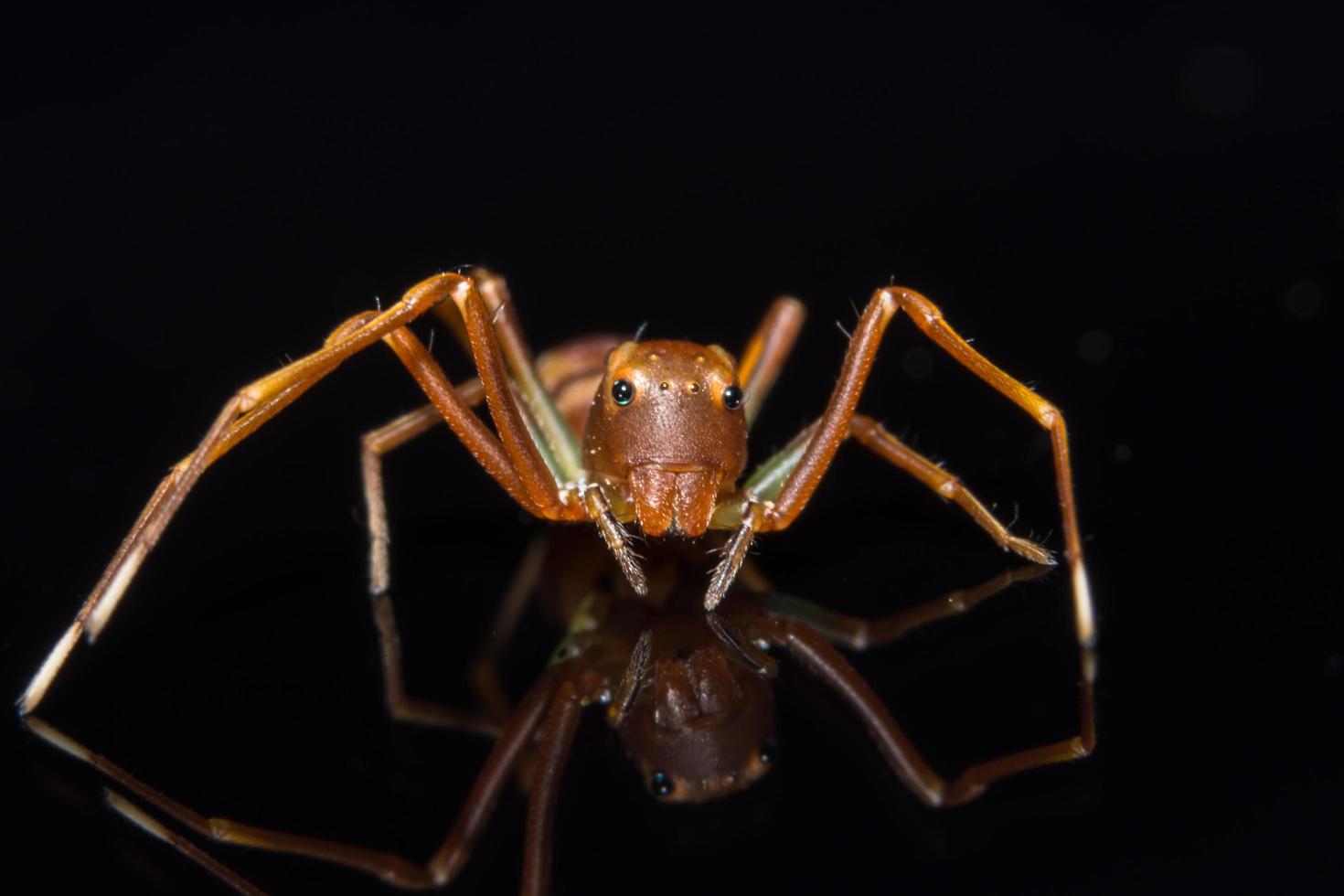 aranha na superfície de vidro foto