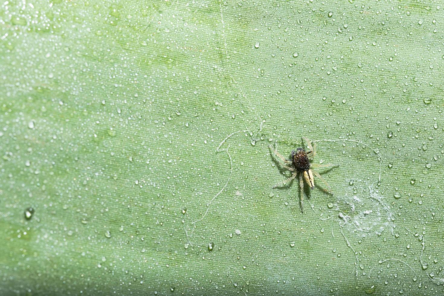 aranha em uma folha foto