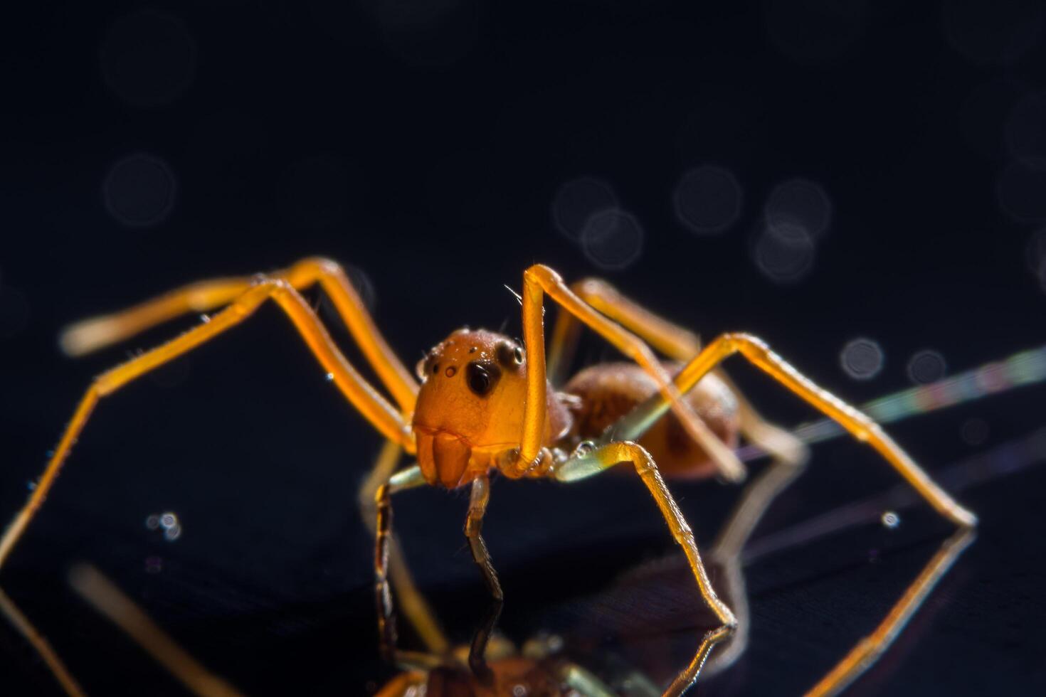 aranha na superfície de vidro foto