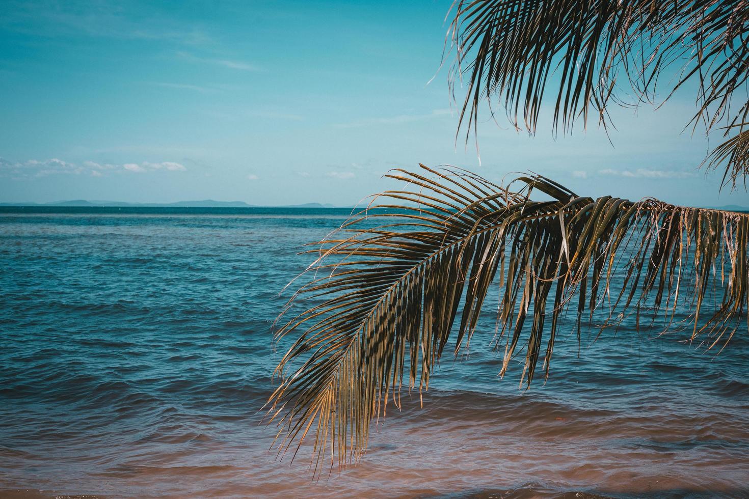 palmeiras na praia foto