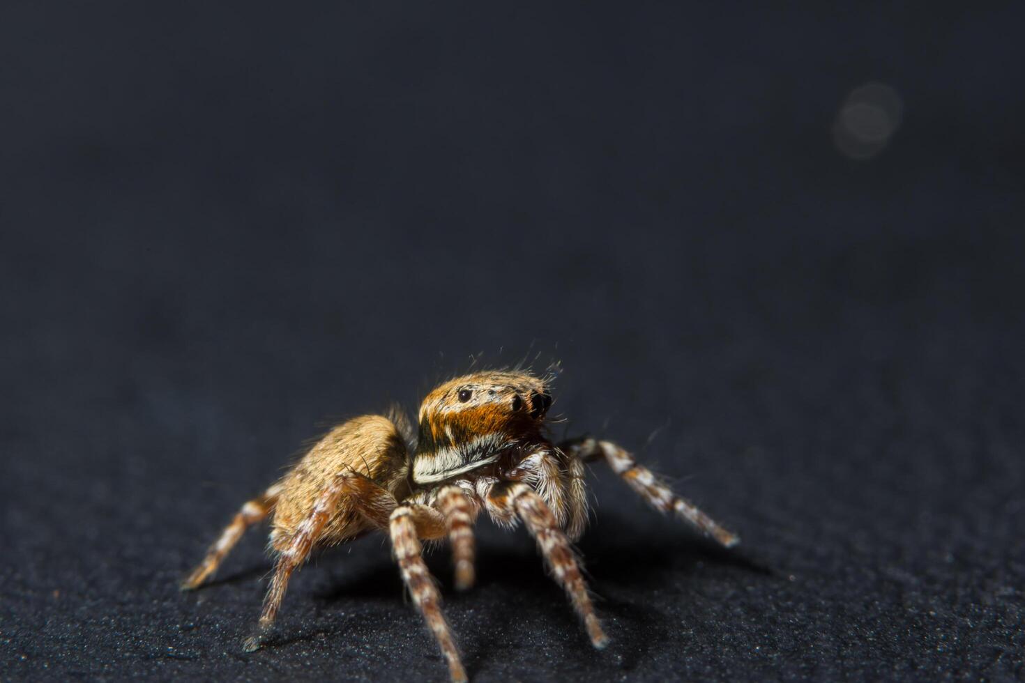 aranha, foto close-up