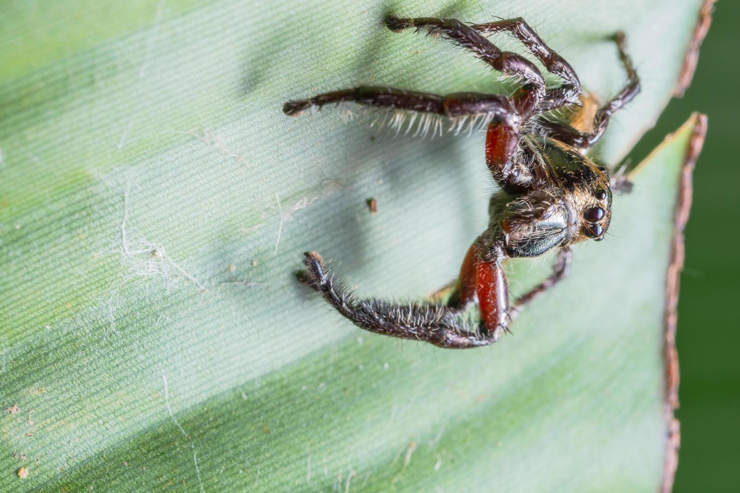 aranha em uma folha foto