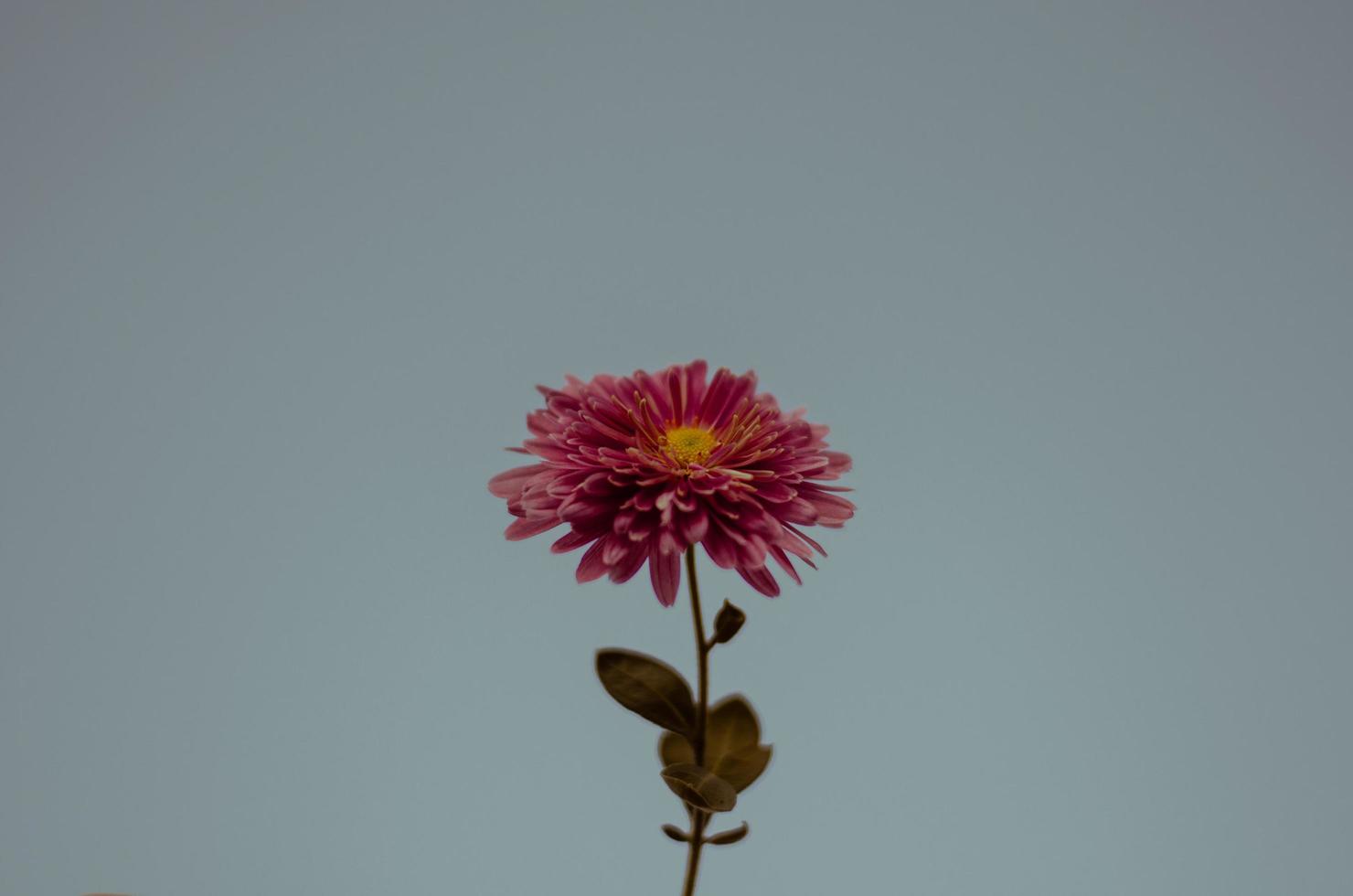 flor rosa em um fundo azul foto