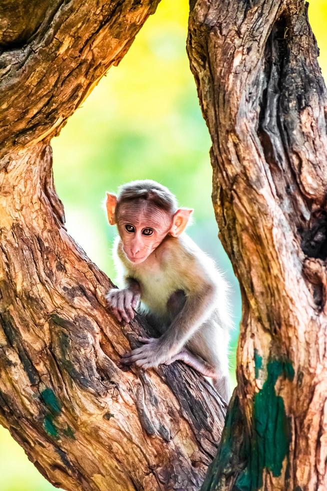 macaco marrom no tronco marrom foto