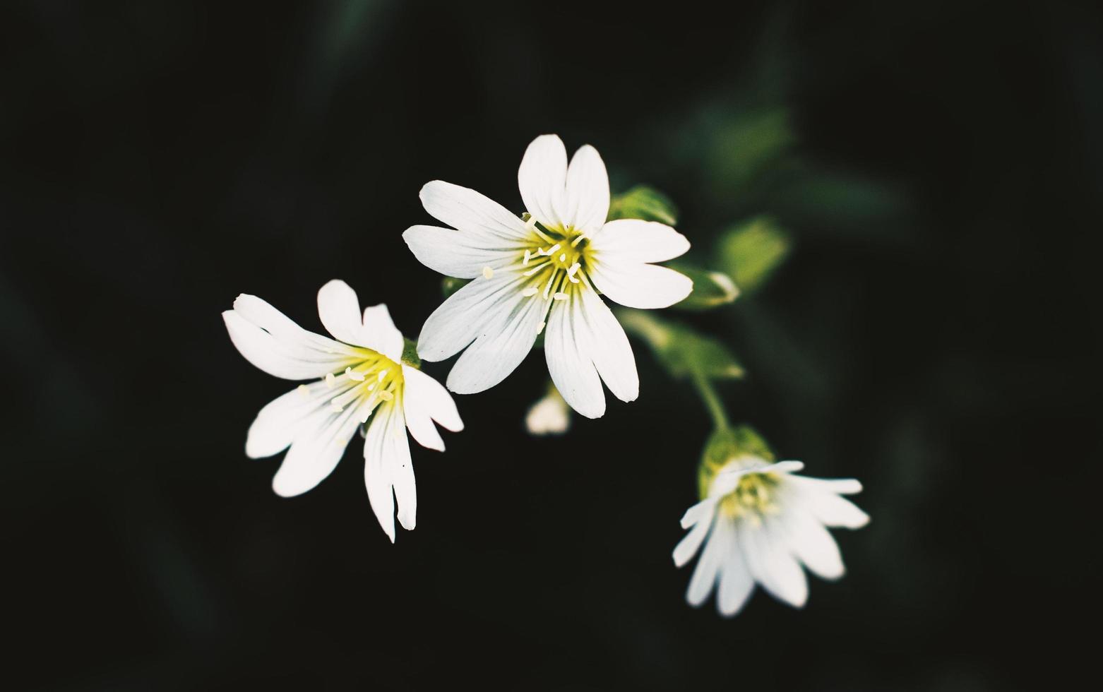 flores brancas em um fundo preto foto