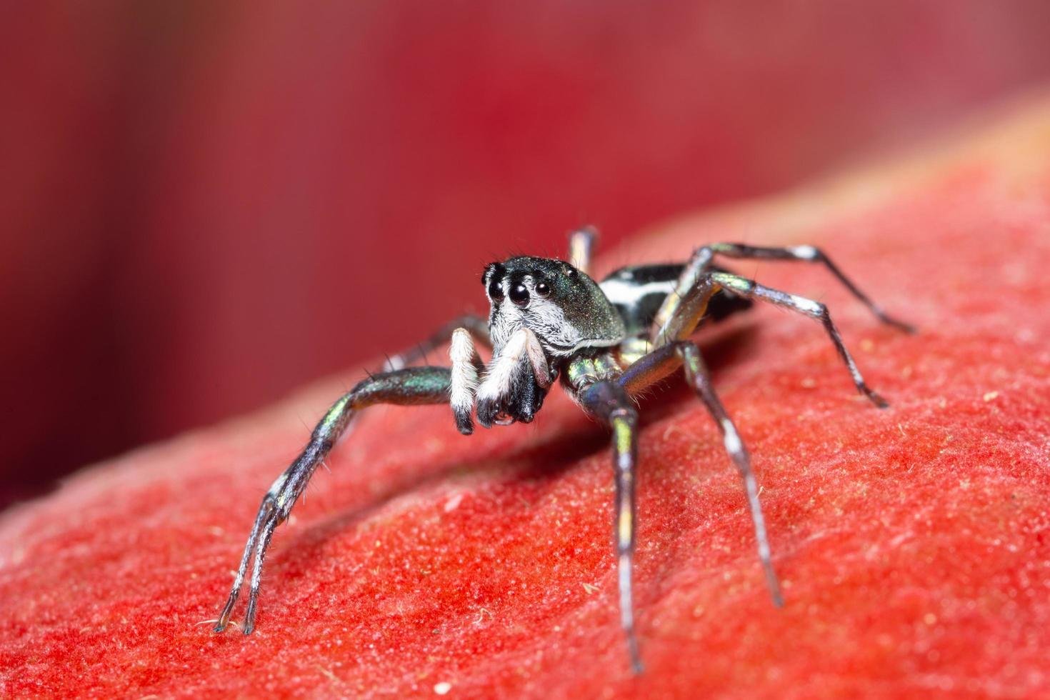 aranha em fundo vermelho foto