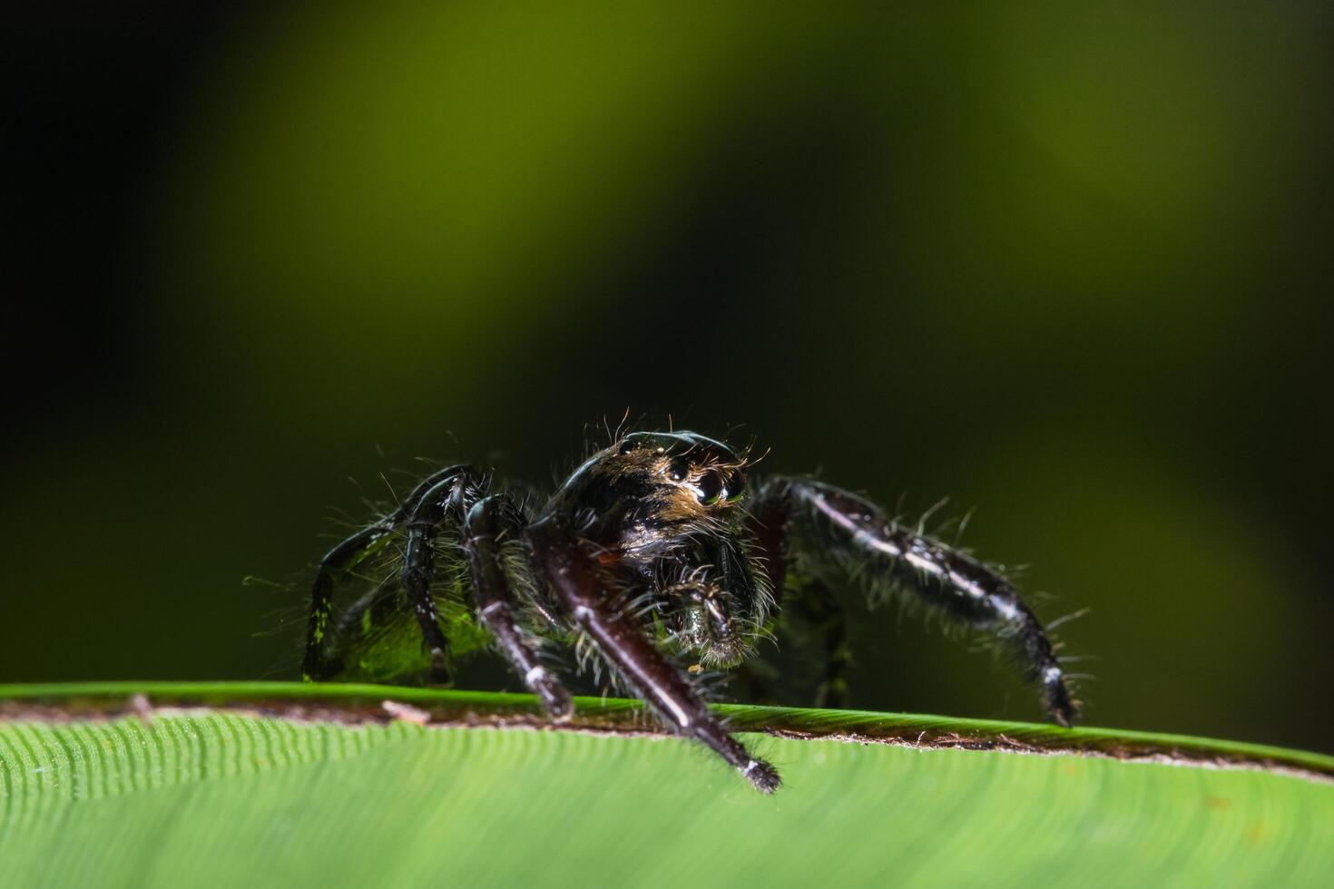 aranha em uma folha verde foto