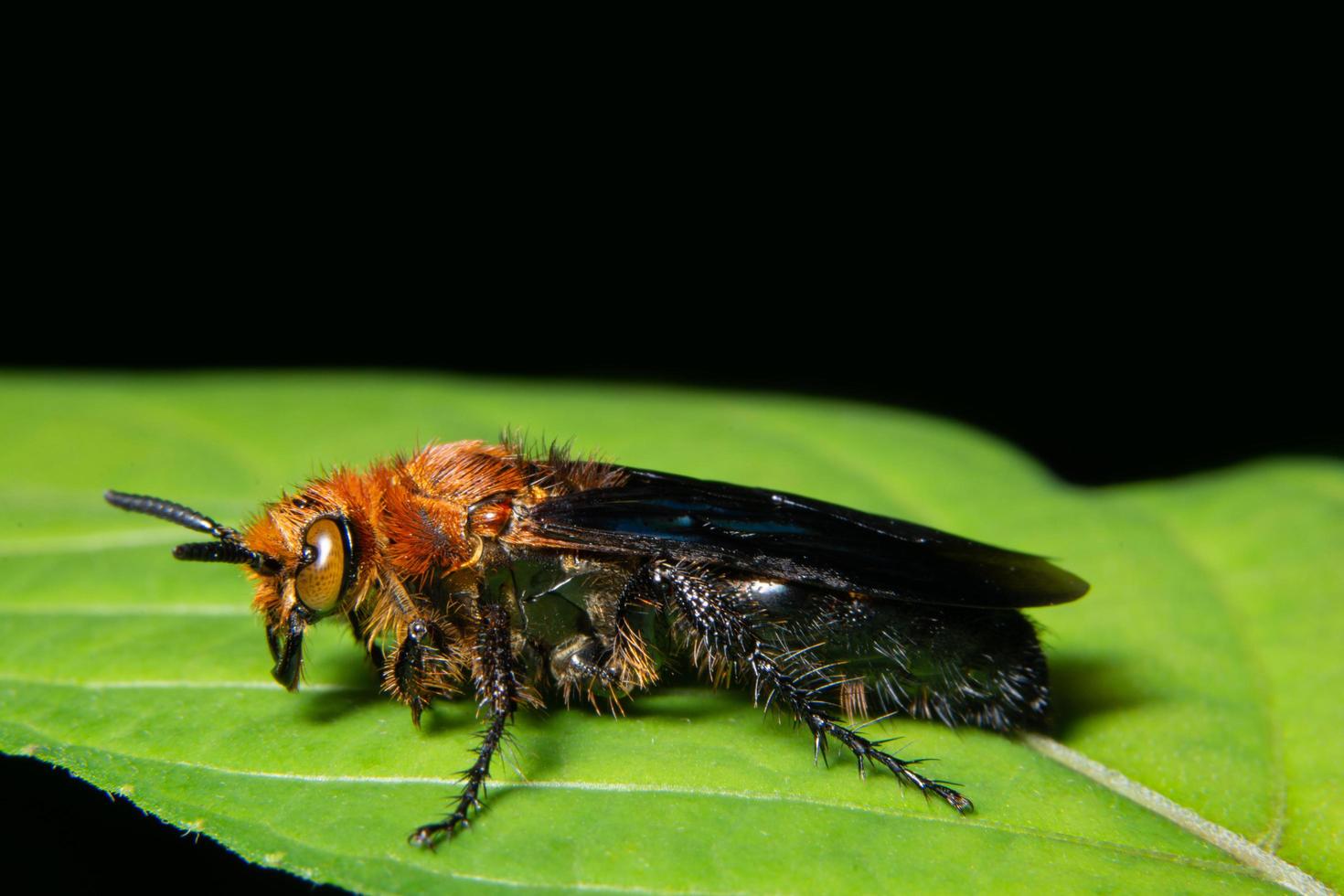 inseto em uma planta foto