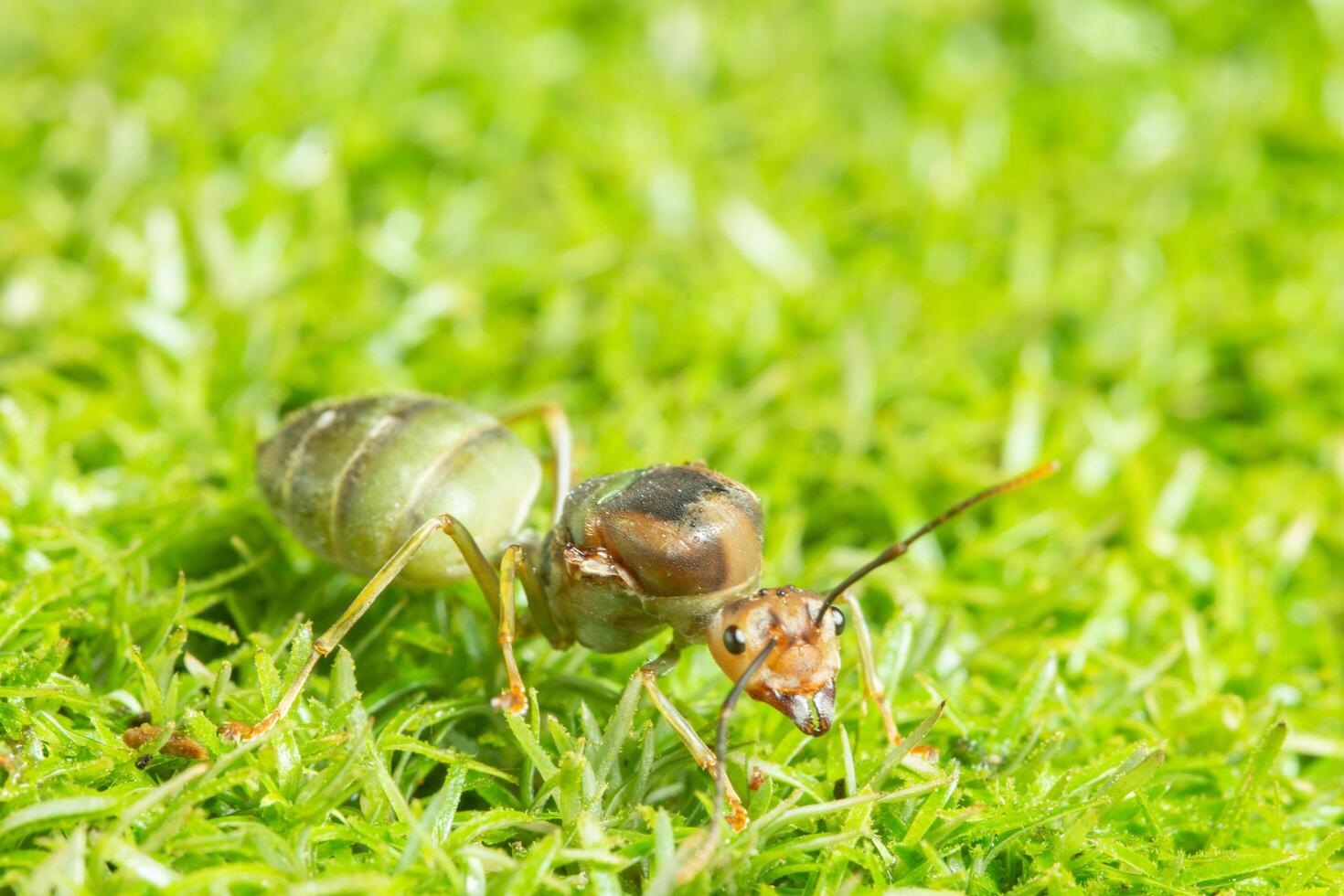 formiga verde na grama foto