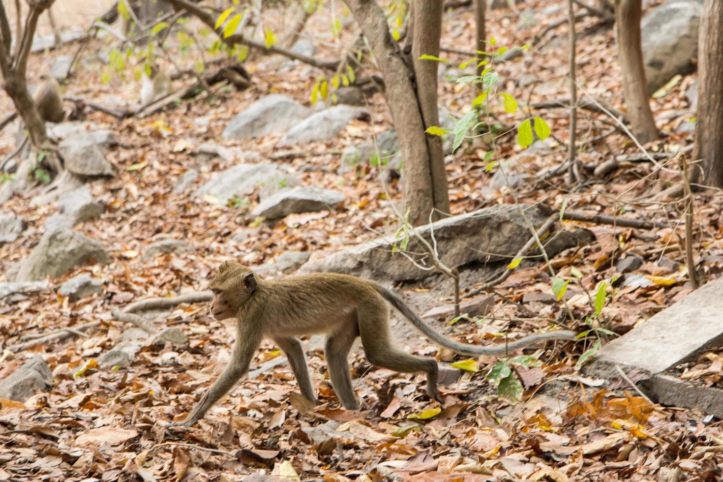 macaco na floresta foto