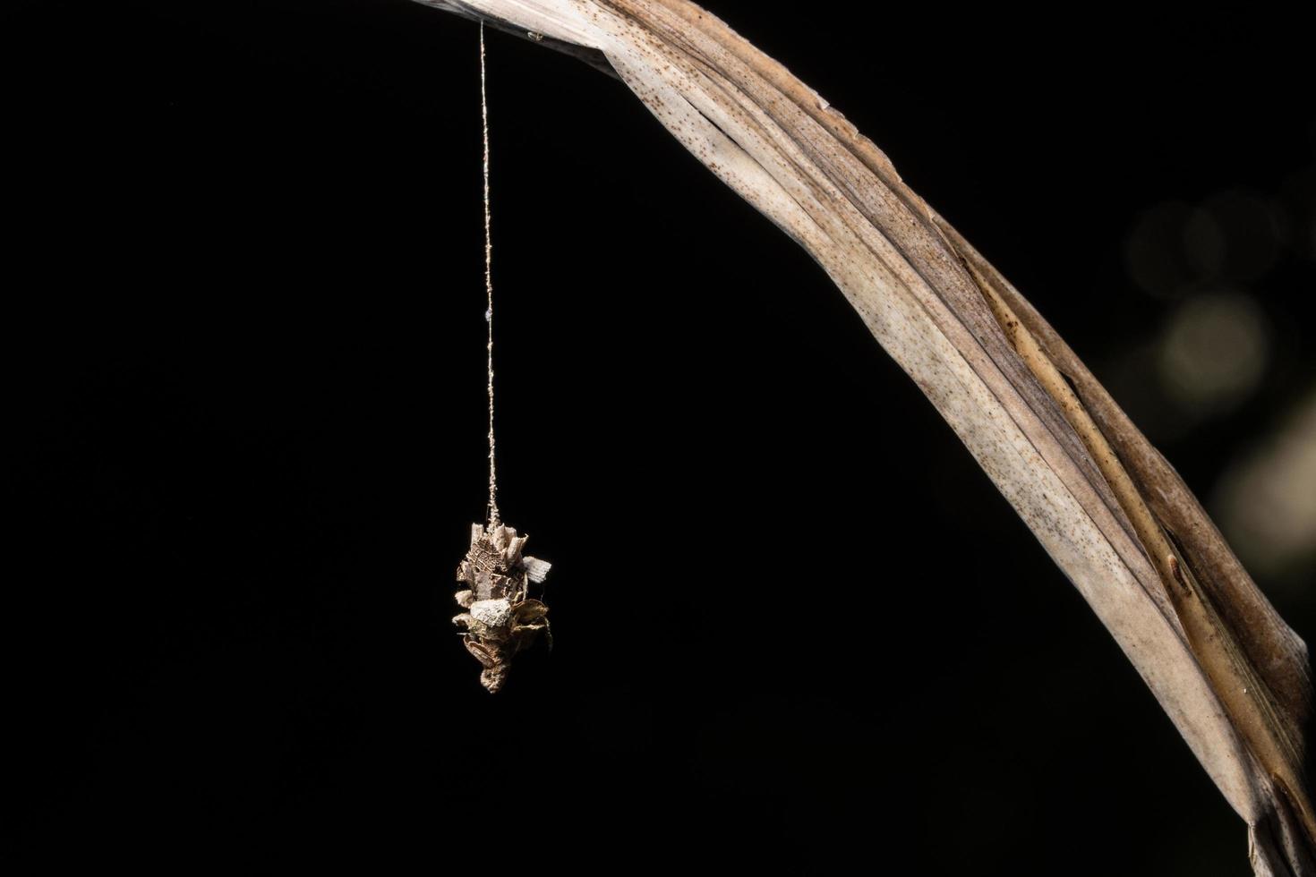 verme em uma folha, foto de close-up