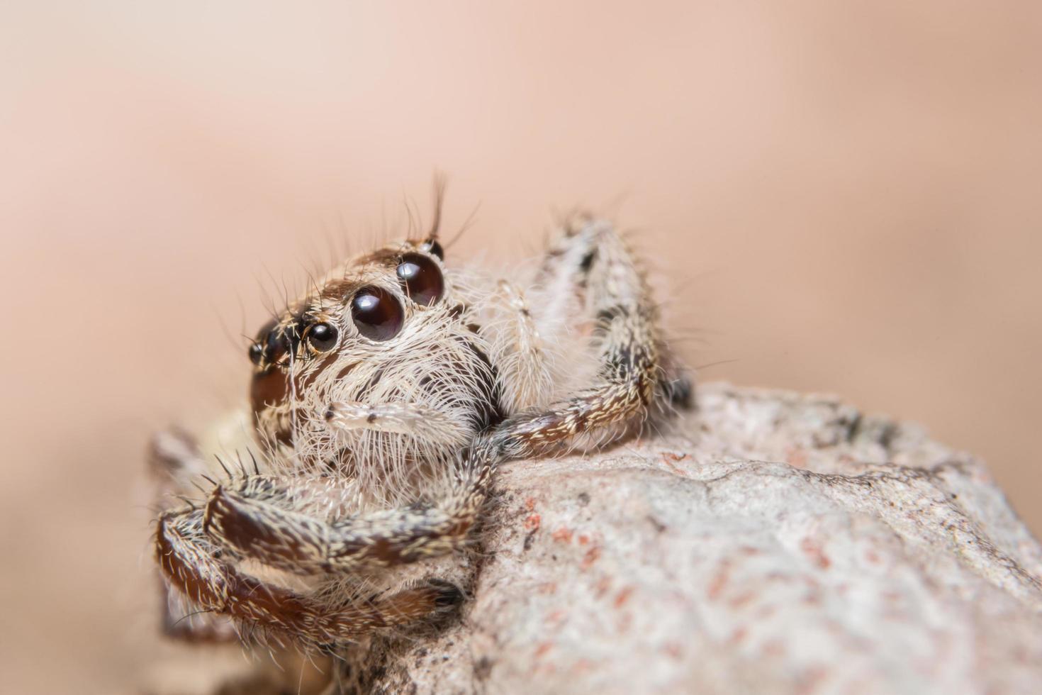 aranha em uma árvore foto