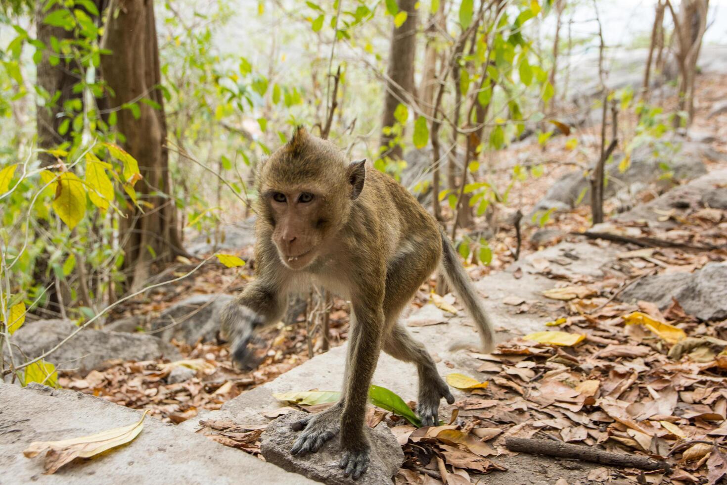 macaco na floresta foto