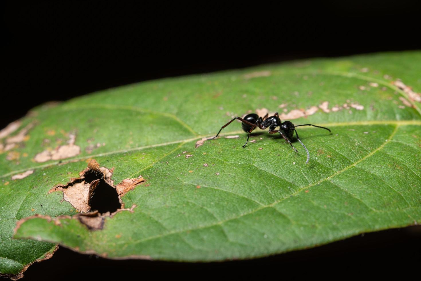 formiga preta em uma folha foto
