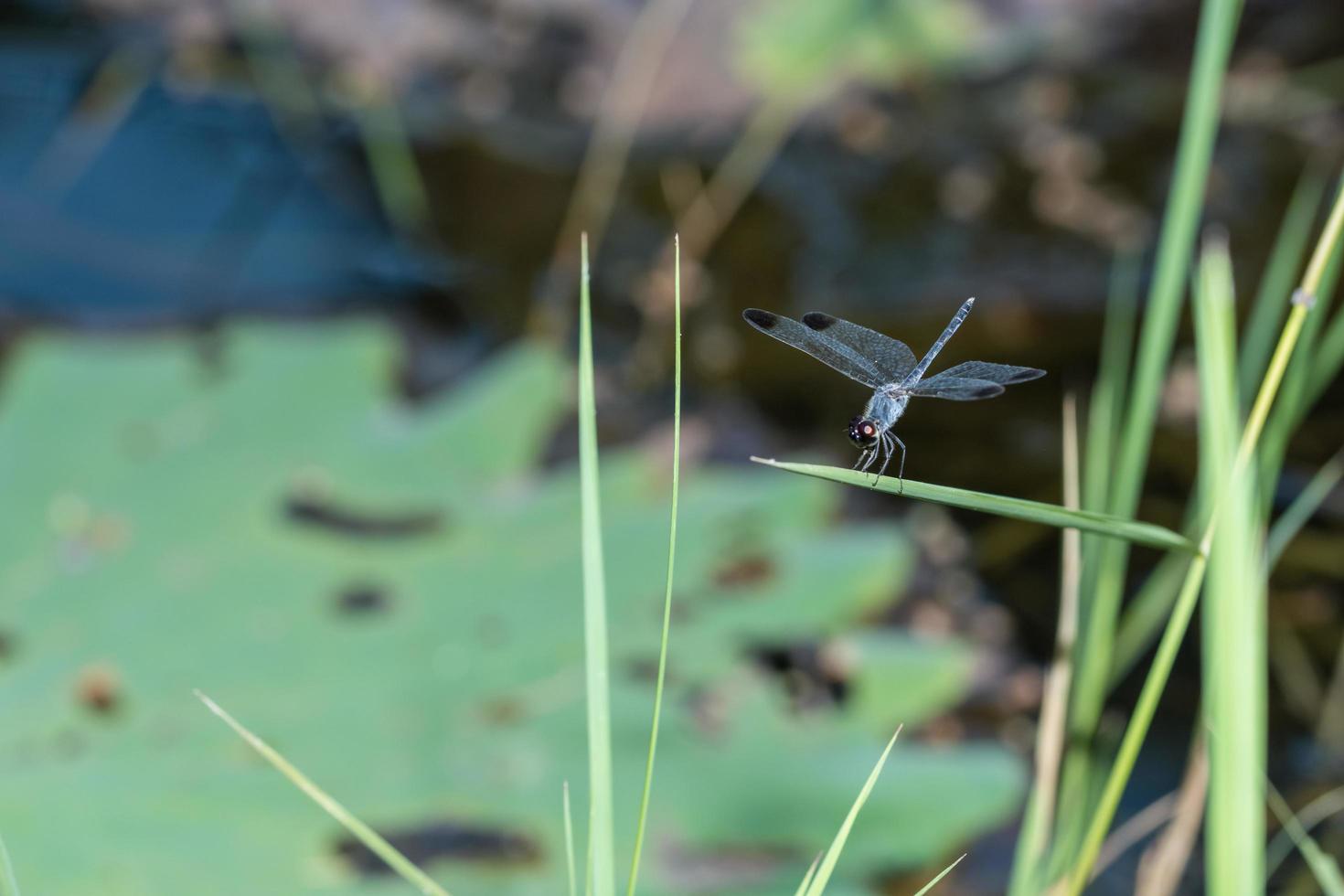 zigópteros em uma planta foto