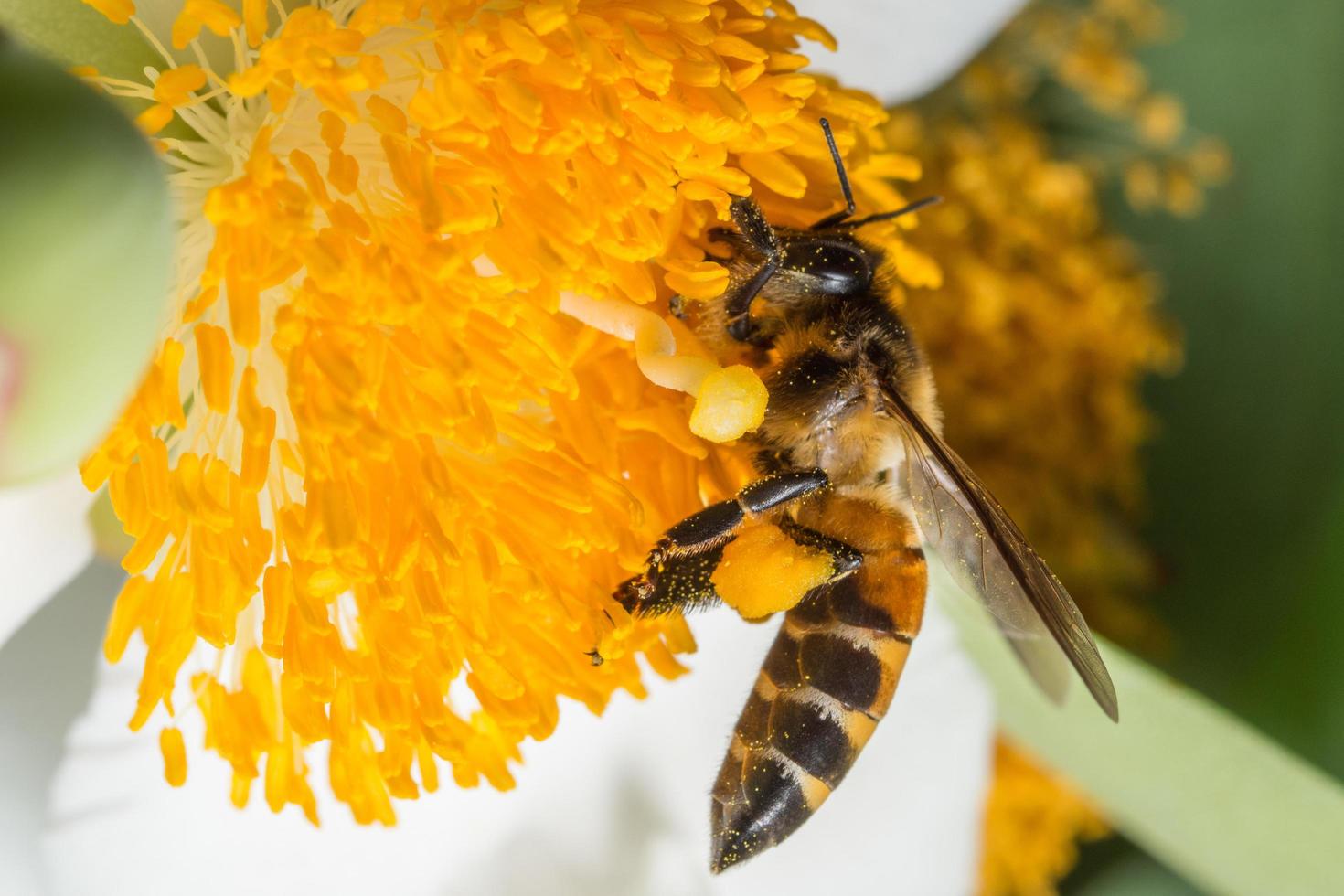 abelha em uma flor foto