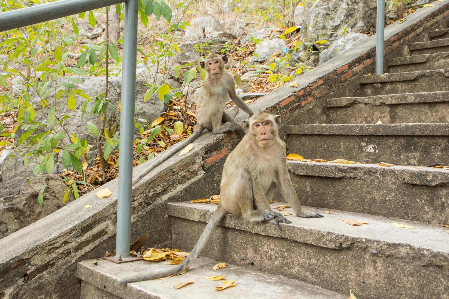 macaco na floresta foto