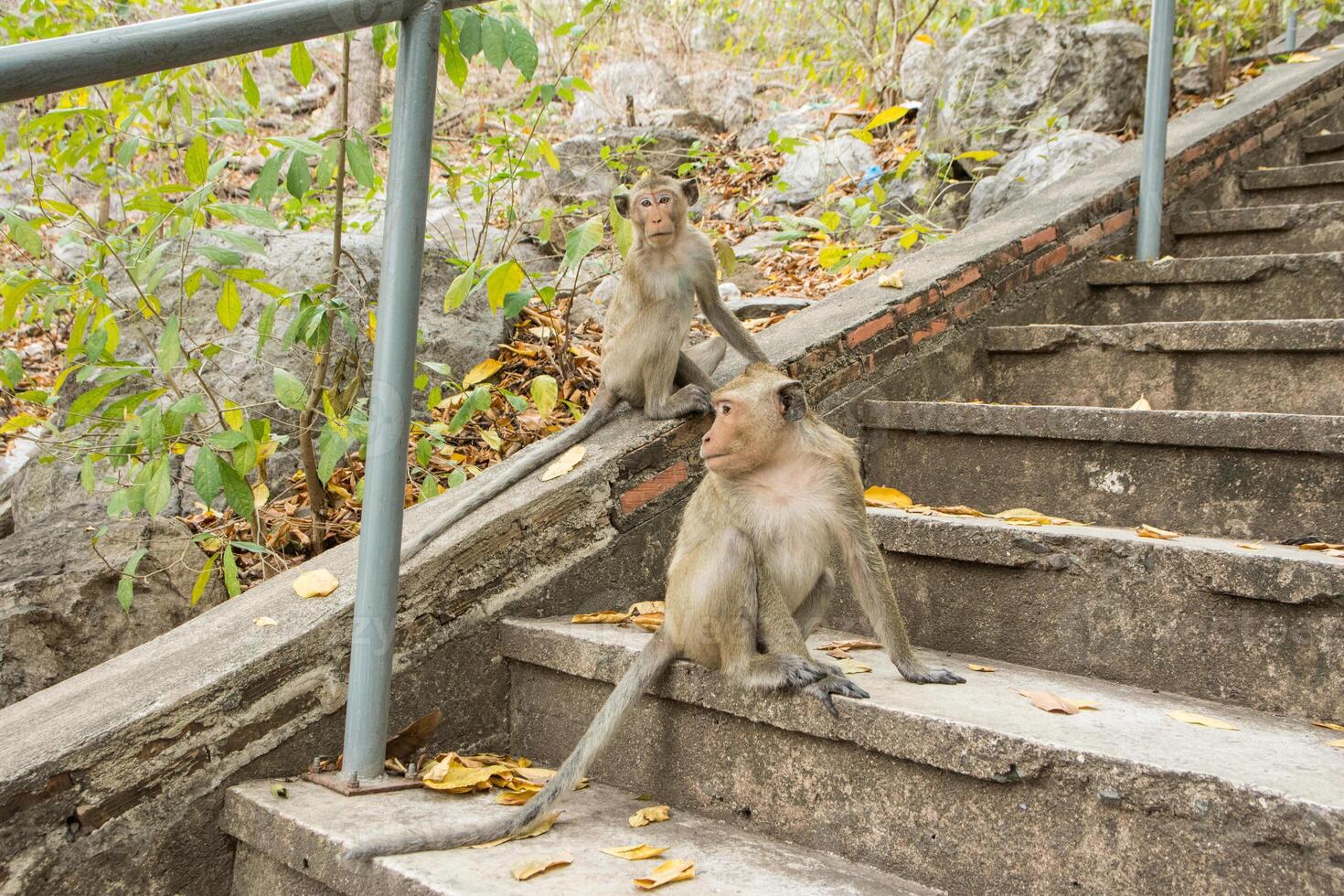 macaco na floresta foto