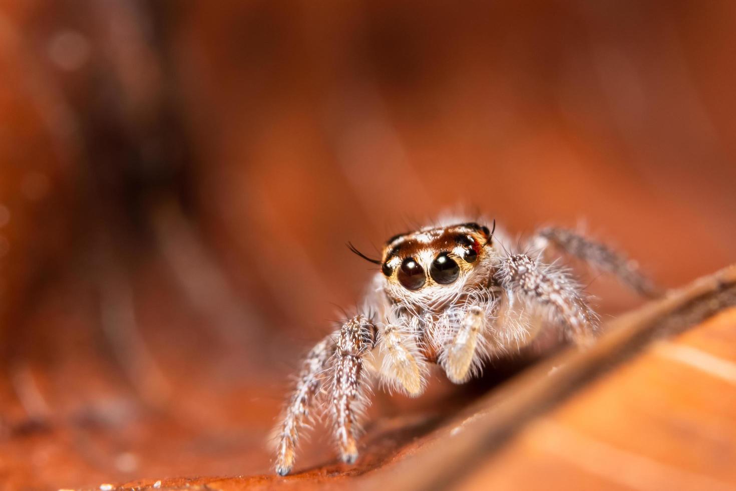 aranha em uma folha seca foto