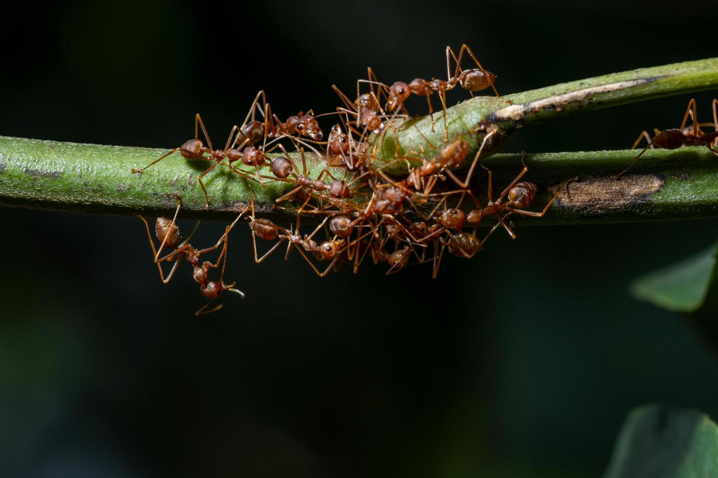 formigas em um galho foto