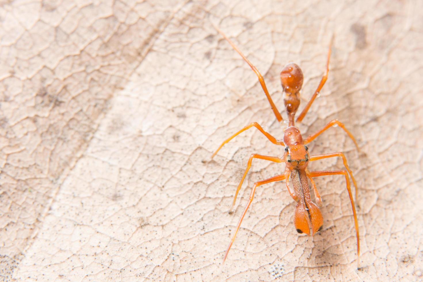 aranha em uma folha seca foto