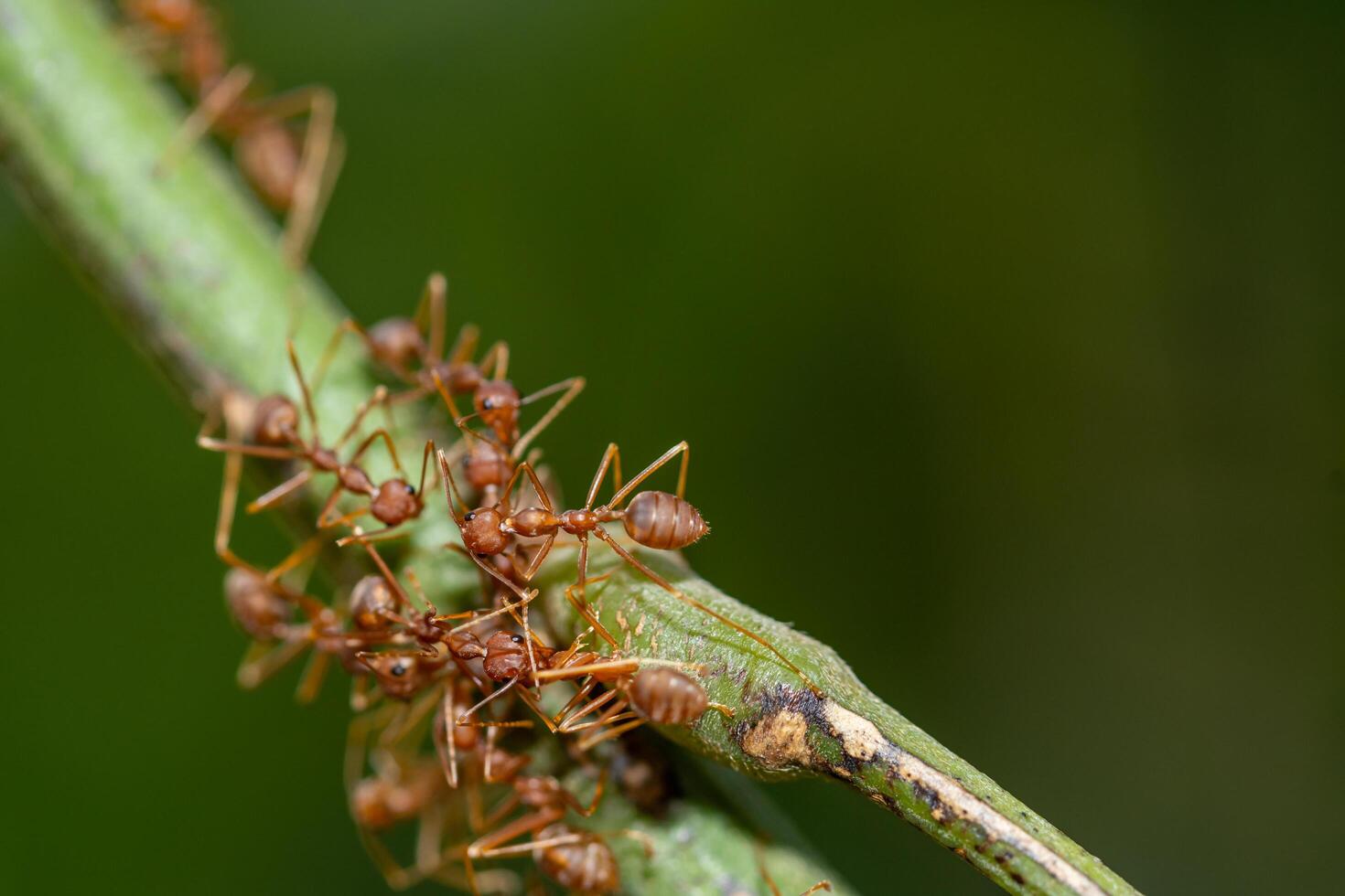 formigas em uma planta foto