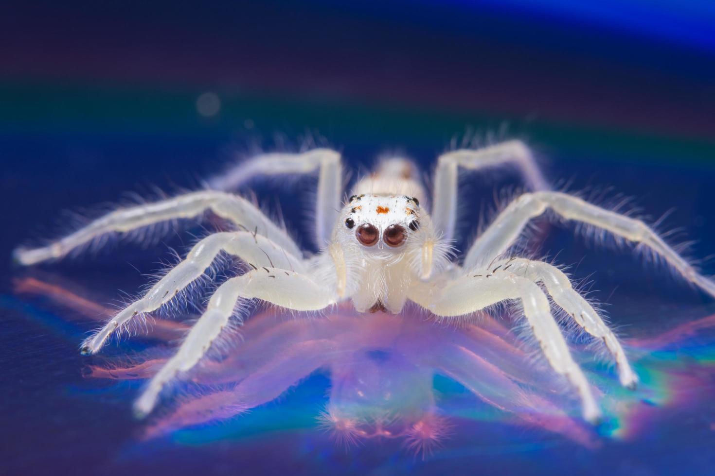 aranha em uma superfície refletora foto