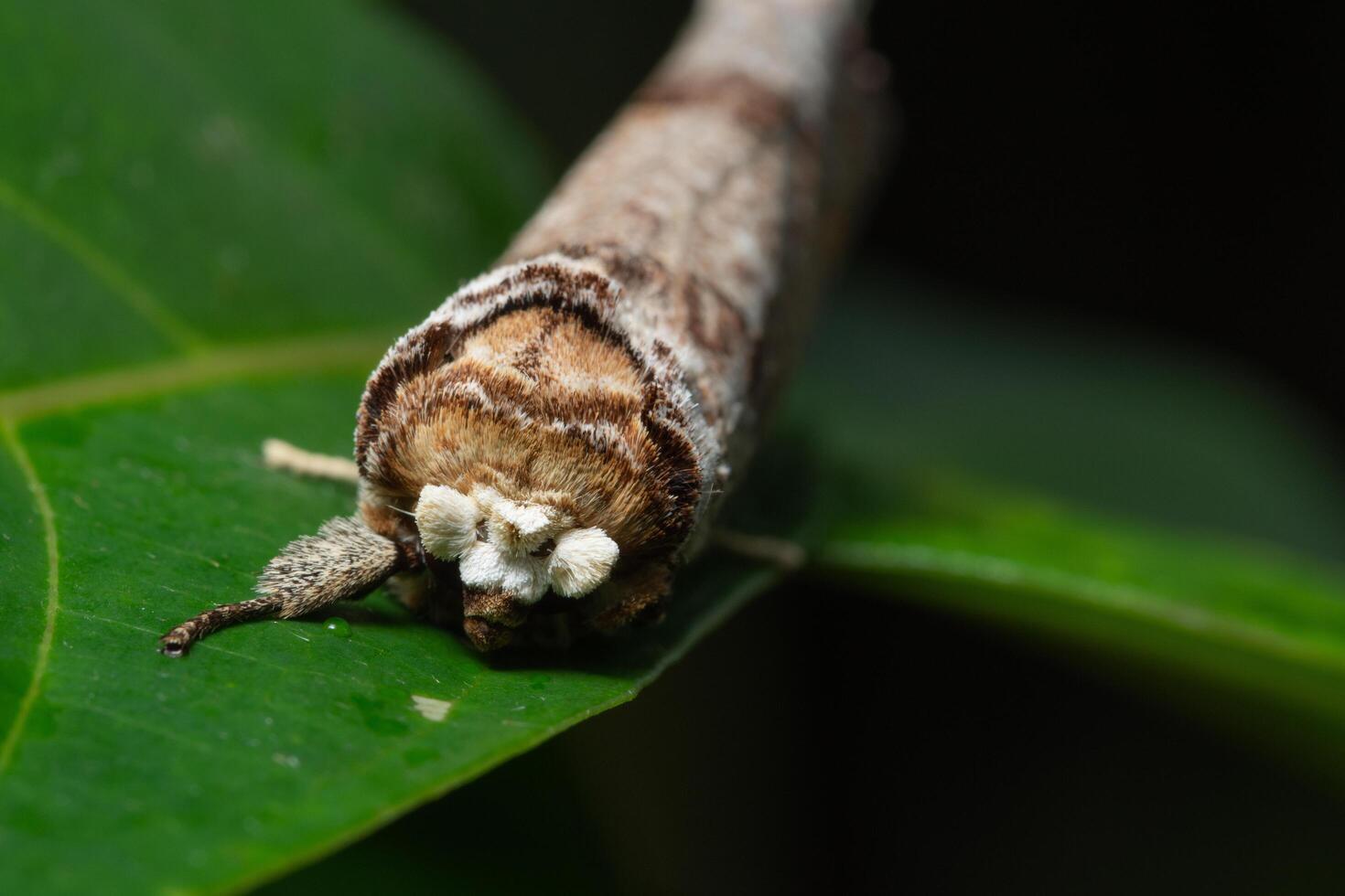 borboleta em uma folha foto