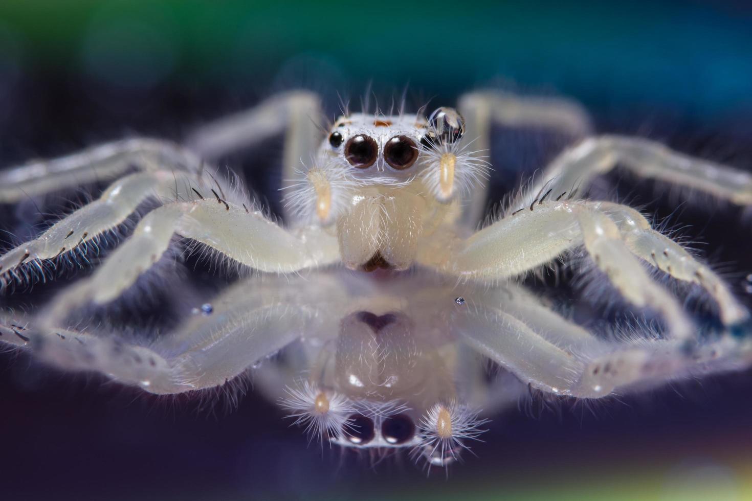 aranha em uma superfície refletora foto