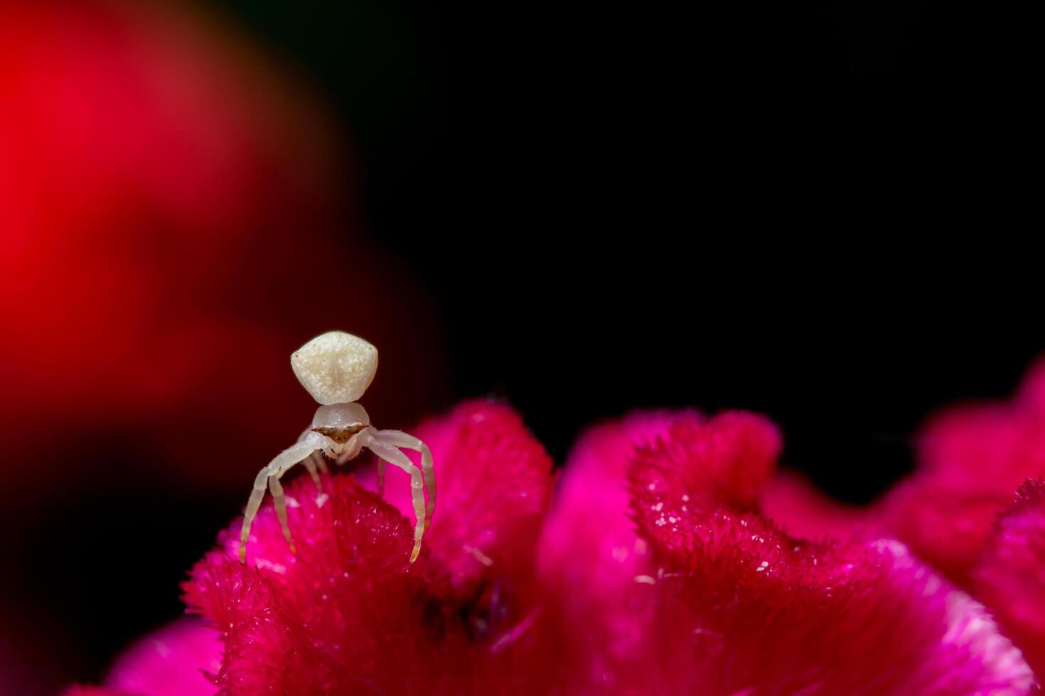 aranha branca em uma flor vermelha foto