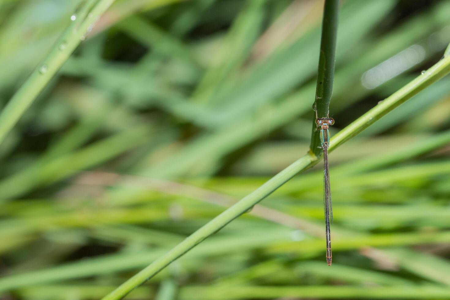 zigópteros em uma planta foto